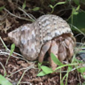 Meet your Posher, Clover knows pets